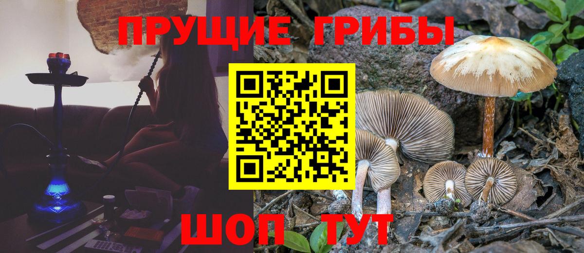 Нурлат  Псилоцибиновые грибы прущие грибы  Псилоцибиновые грибы Cubensis  Вход с VPN 
