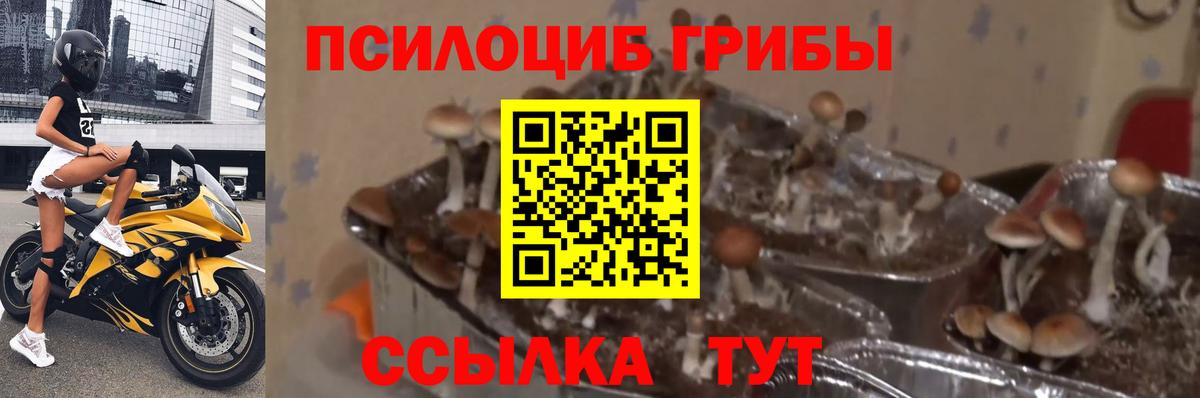 Псилоцибиновые грибы GOLDEN TEACHER Нурлат